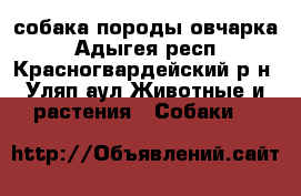 собака породы овчарка - Адыгея респ., Красногвардейский р-н, Уляп аул Животные и растения » Собаки   
